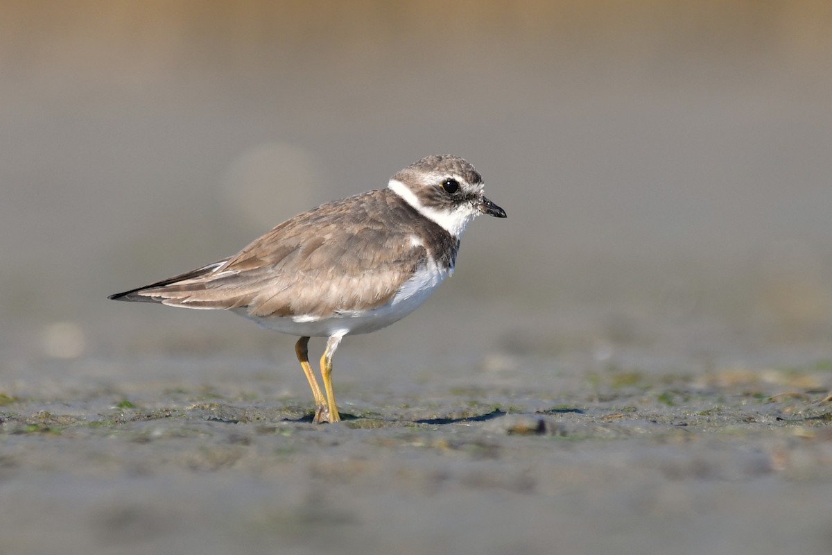 Semipalmated Plover - ML518721581