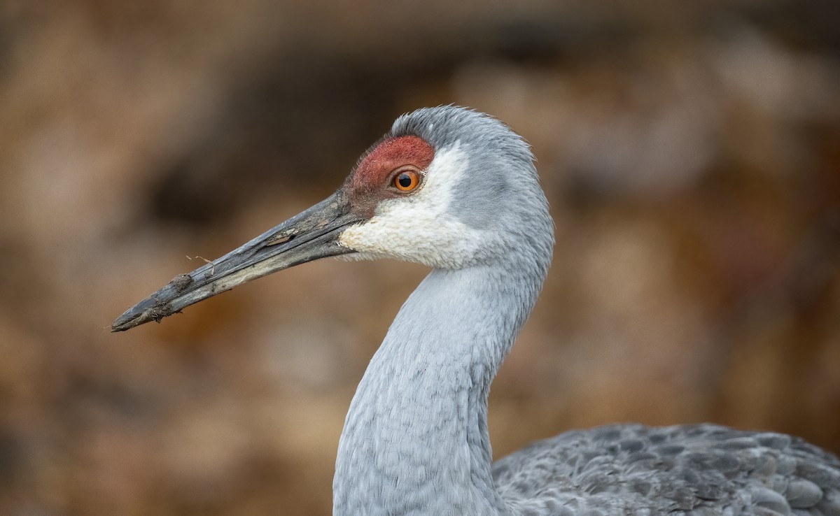 eBird Checklist 31 Dec 2022 Kensington Metroparkgeneral 24