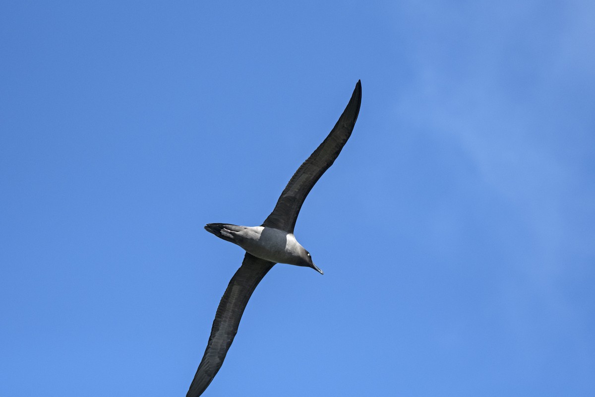 Light-mantled Albatross - ML518725831