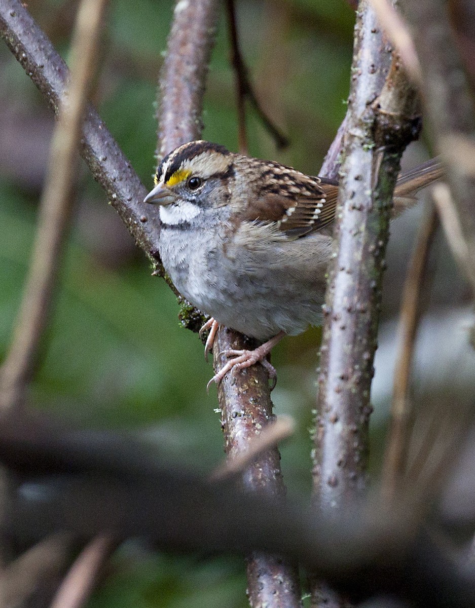 White-throated Sparrow - ML518729331