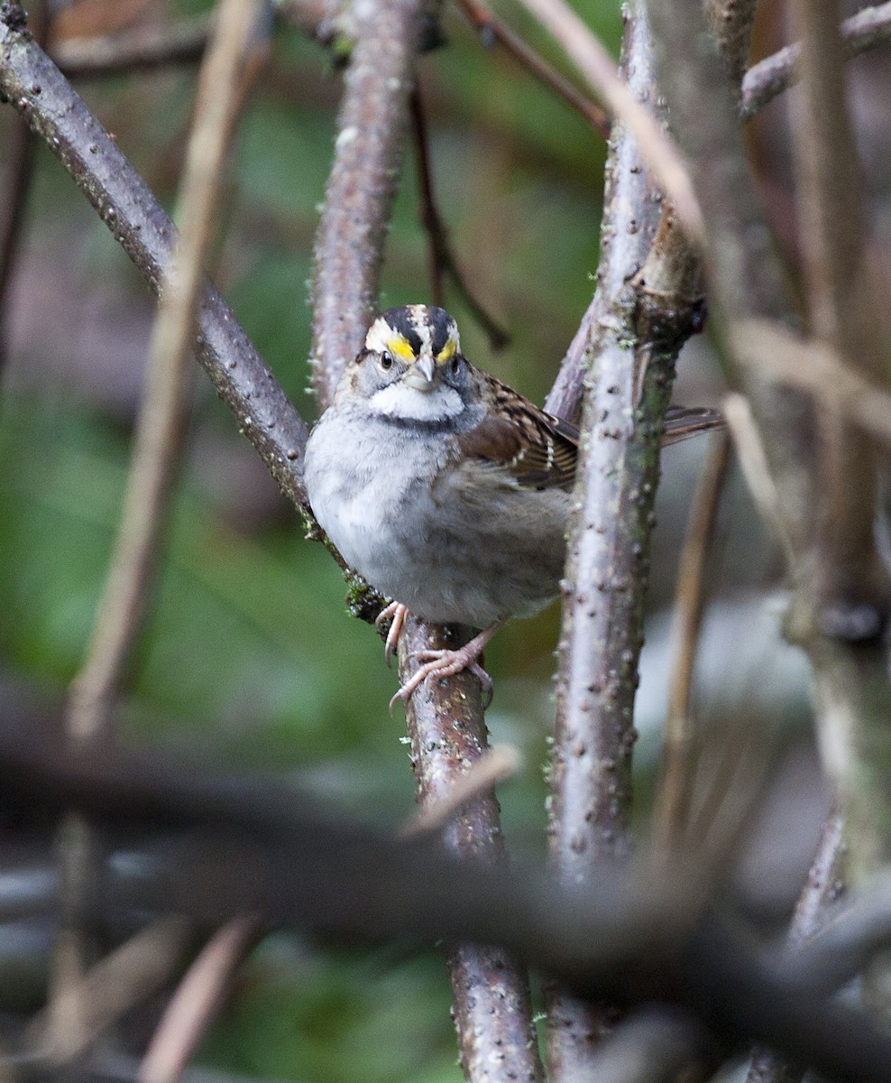 White-throated Sparrow - ML518729341
