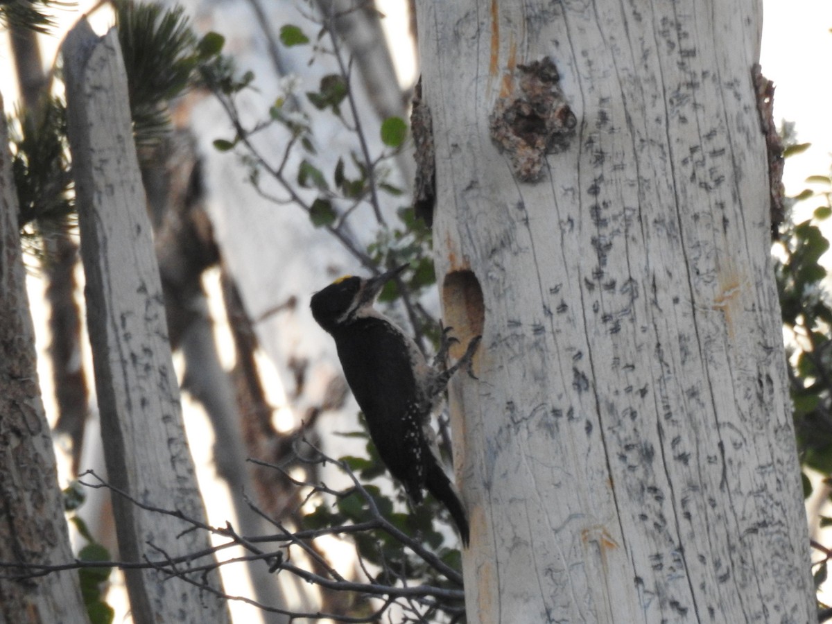 Black-backed Woodpecker - ML518730301