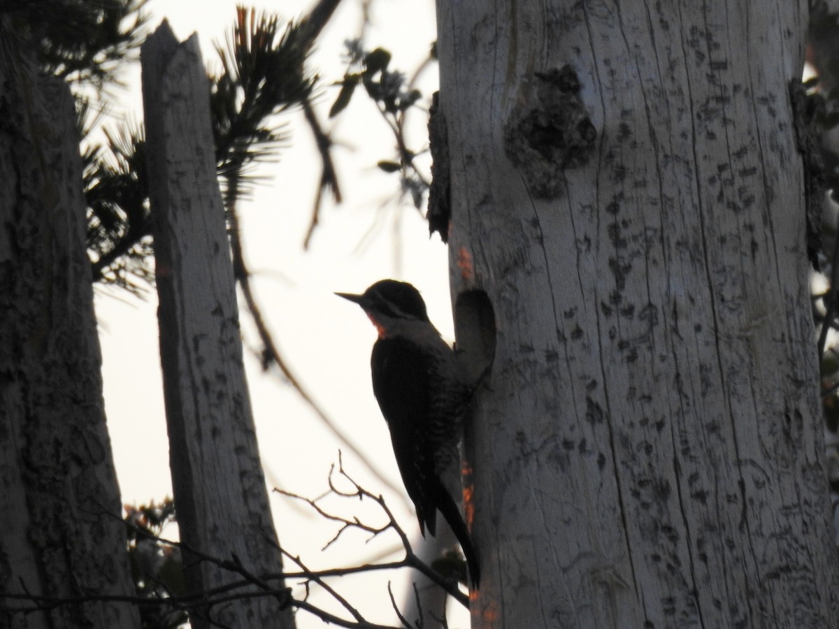 Black-backed Woodpecker - ML518730311