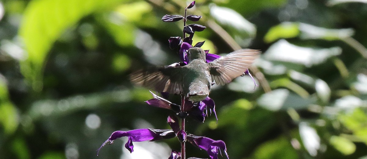 Black-chinned Hummingbird - ML518730371
