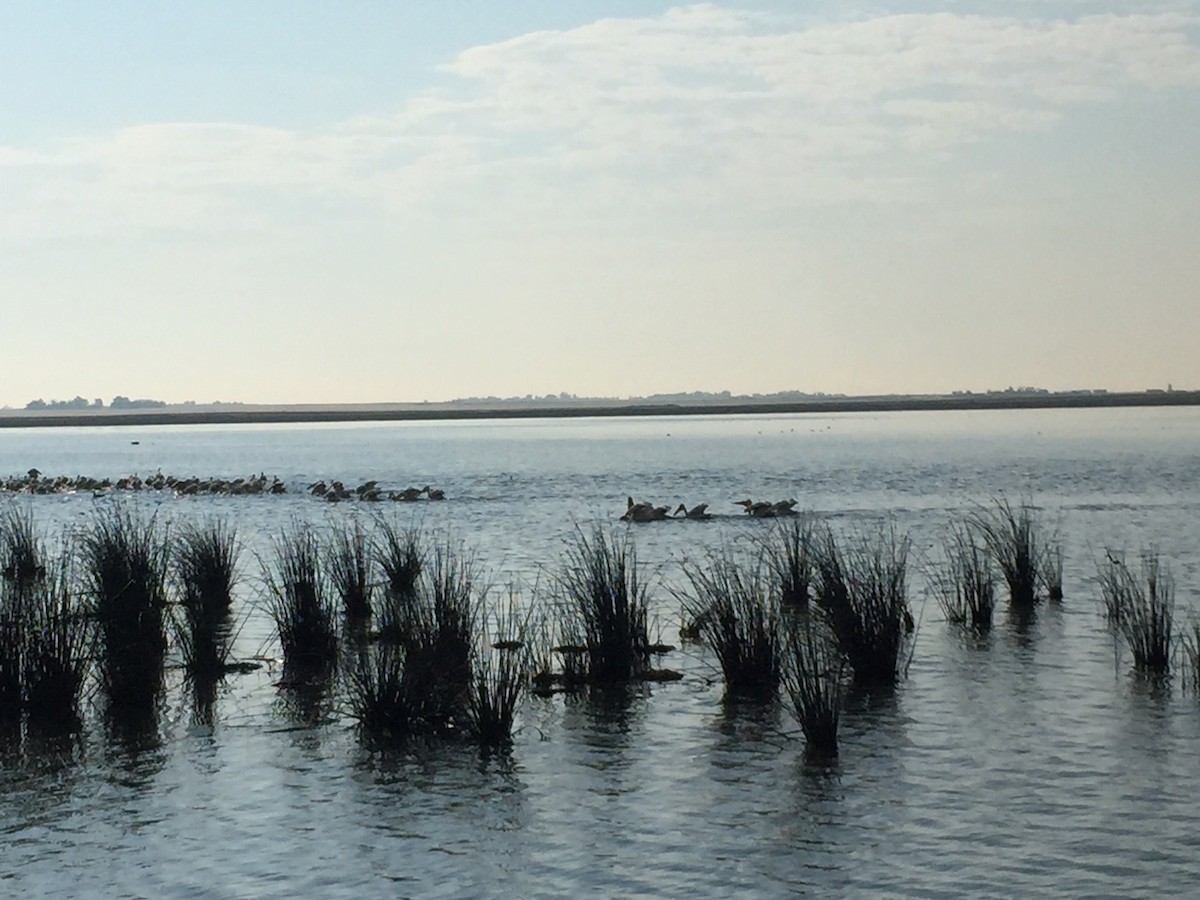 eBird Checklist - 22 Aug 2022 - Frank Lake--NW lookout/blind/outflow ...