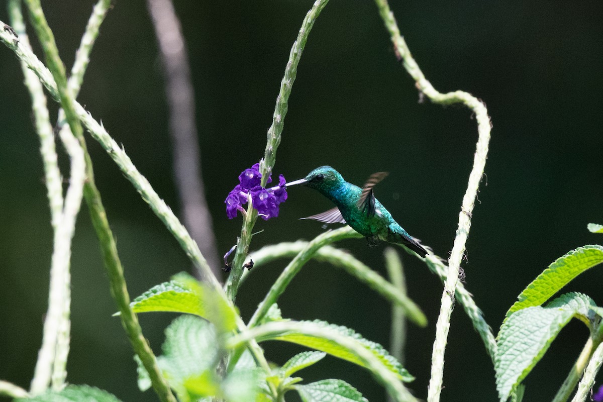 Blue-tailed Emerald - ML518740341