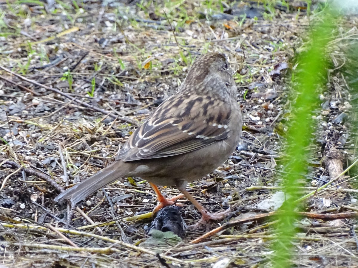 Golden-crowned Sparrow - ML518740641
