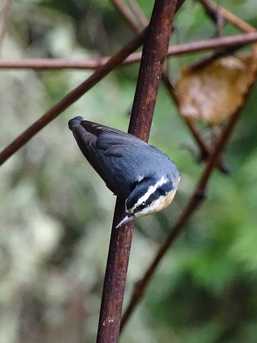 Red-breasted Nuthatch - ML518741071