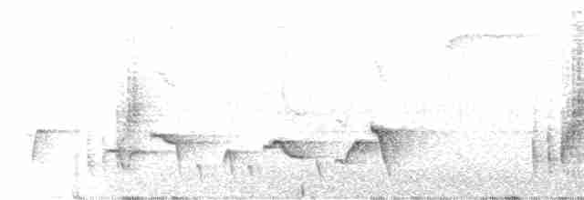 Тріщук сіроволий (підвид leucophrys/boliviana) - ML518741251