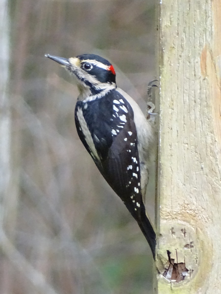 Hairy Woodpecker - Cathi Bower