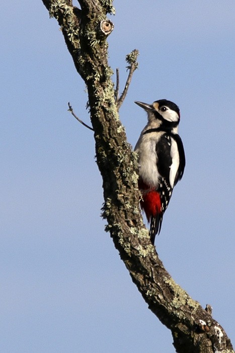 Great Spotted Woodpecker - Francisco Barroqueiro