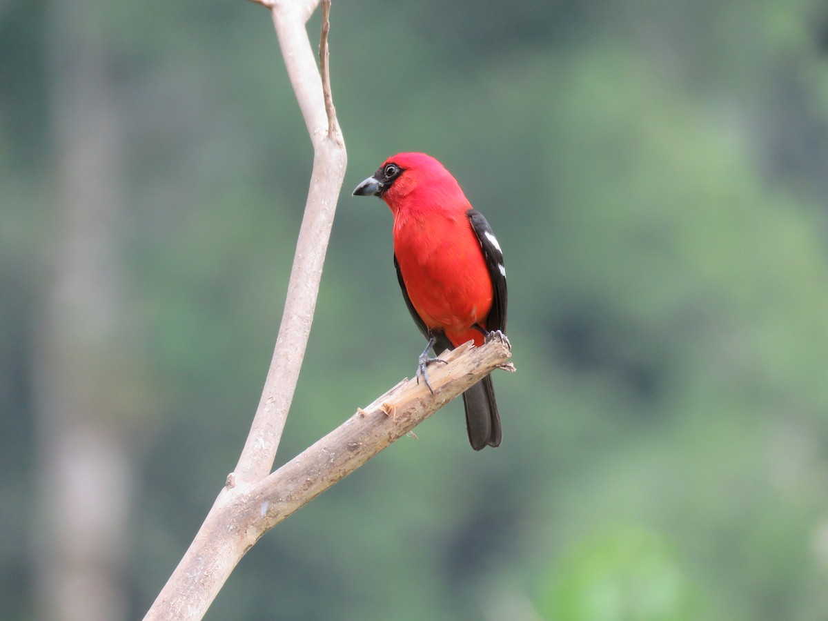 White-winged Tanager - ML51874891