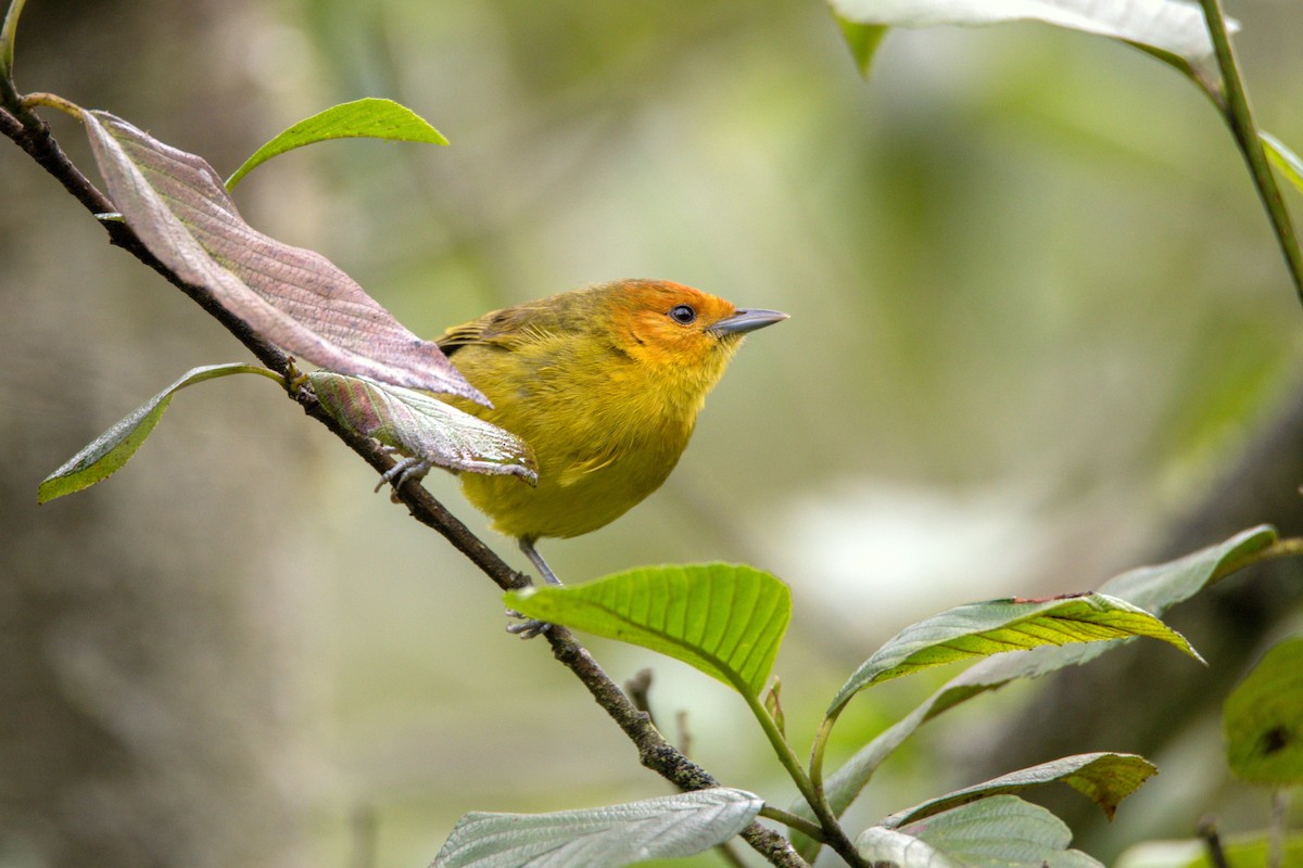 Rust-and-yellow Tanager - ML518749621