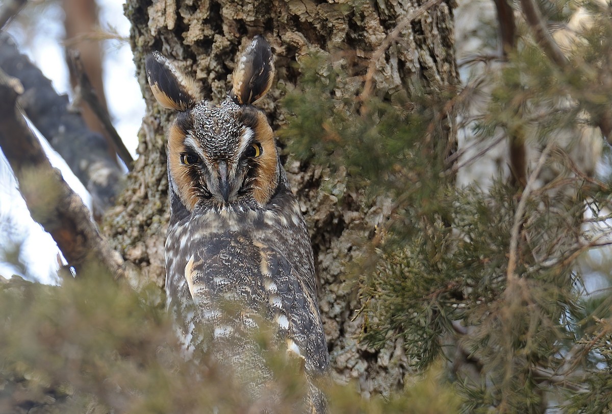 Long-eared Owl - ML518750161