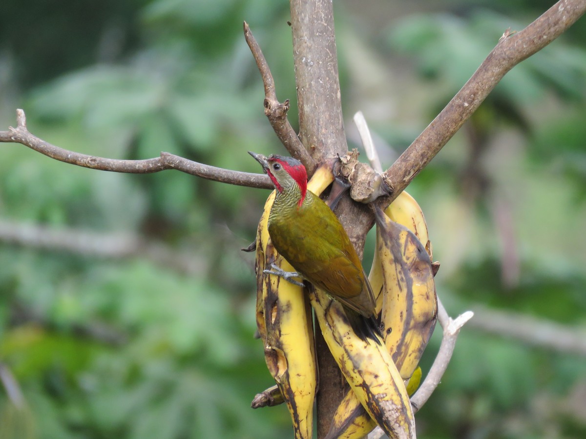 Golden-olive Woodpecker - Carla Bregman