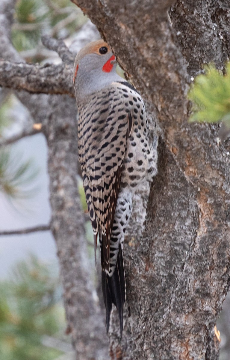 Northern Flicker (Yellow-shafted x Red-shafted) - ML518751311