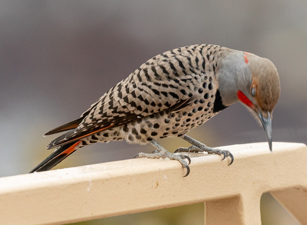 Northern Flicker (Yellow-shafted x Red-shafted) - ML518751381