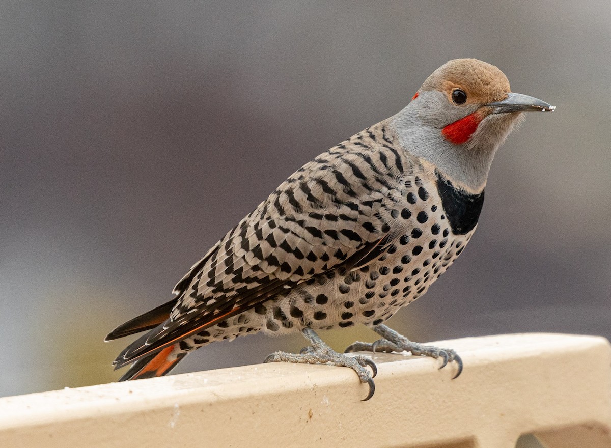 Northern Flicker (Yellow-shafted x Red-shafted) - ML518751401