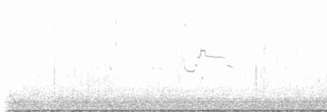 racek polární (ssp. kumlieni) - ML518752331