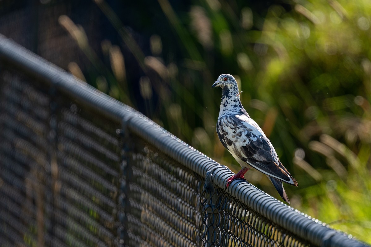 Rock Pigeon (Feral Pigeon) - Eric Yeo