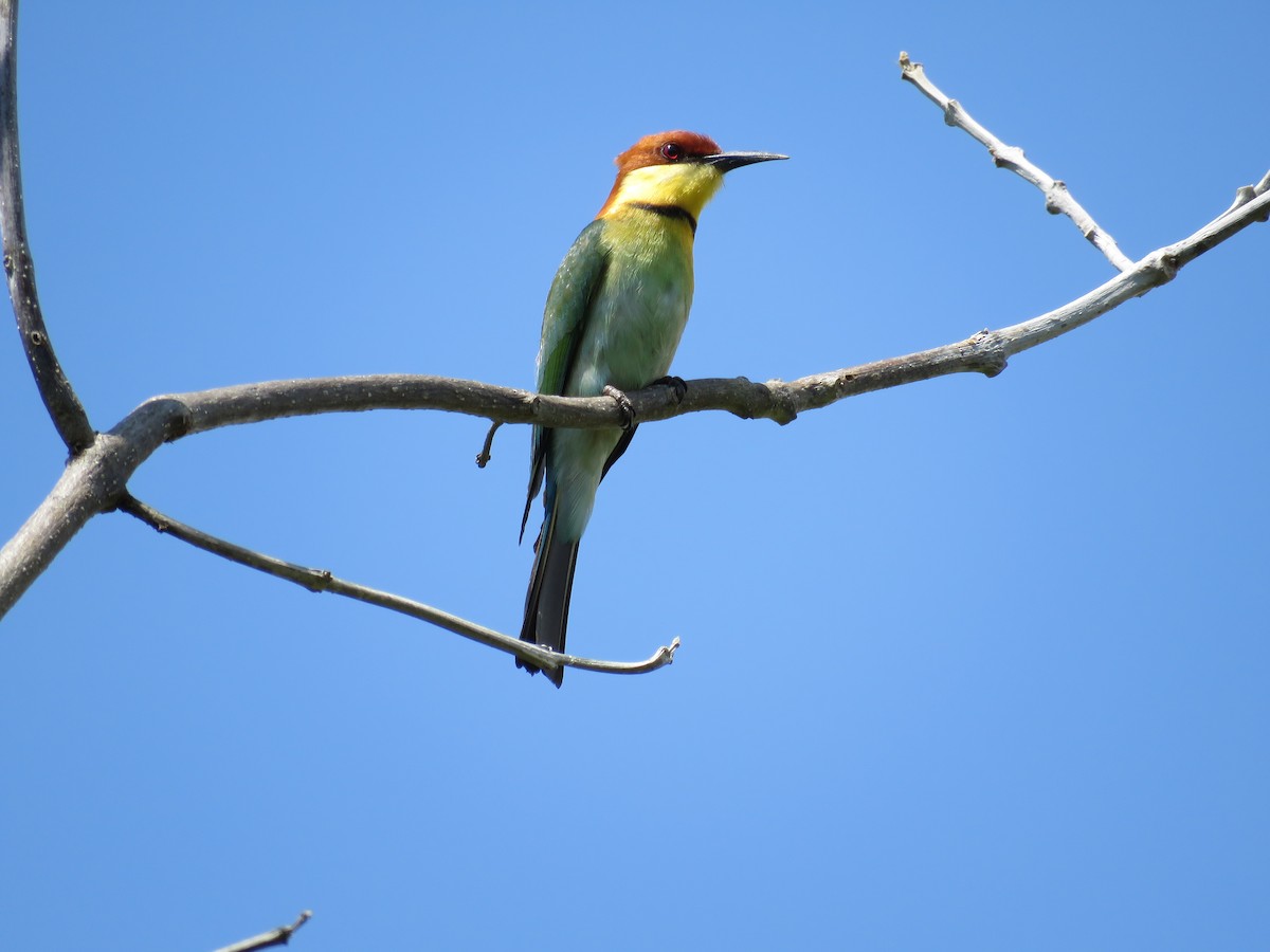 Chestnut-headed Bee-eater - ML51875681