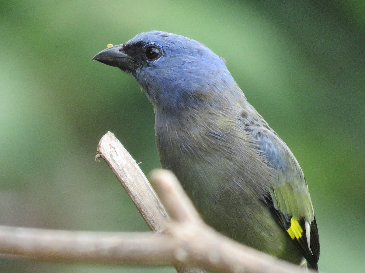Yellow-winged Tanager - ML51876501