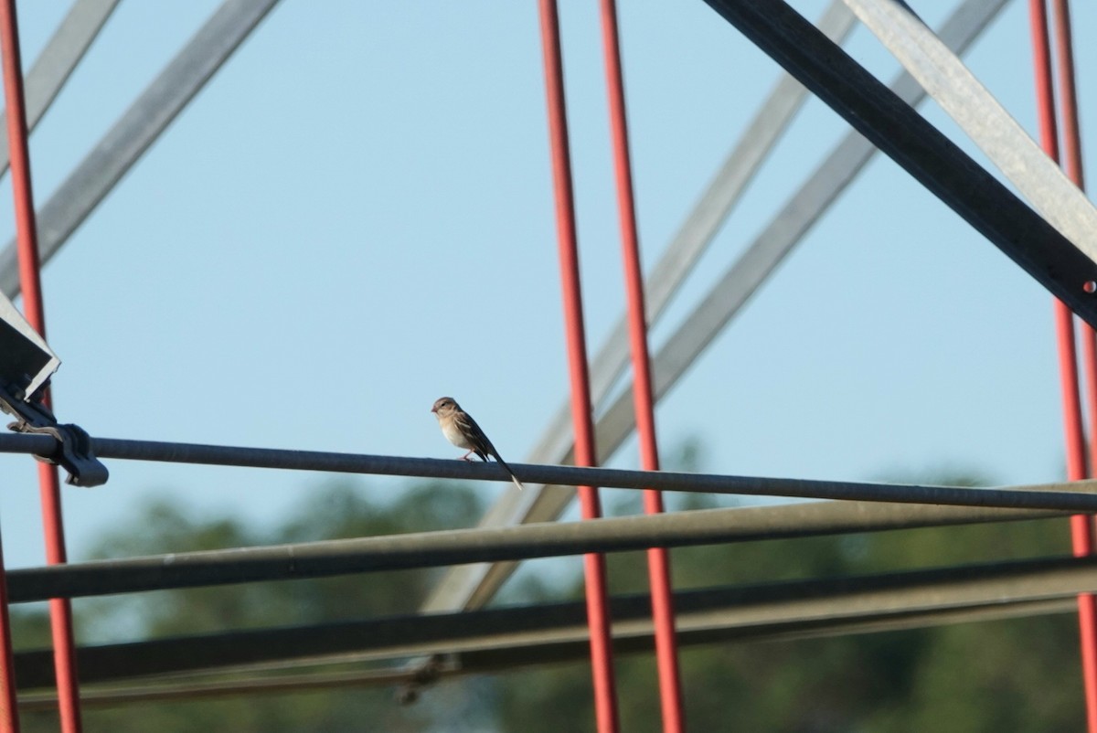 Field Sparrow - ML518766041