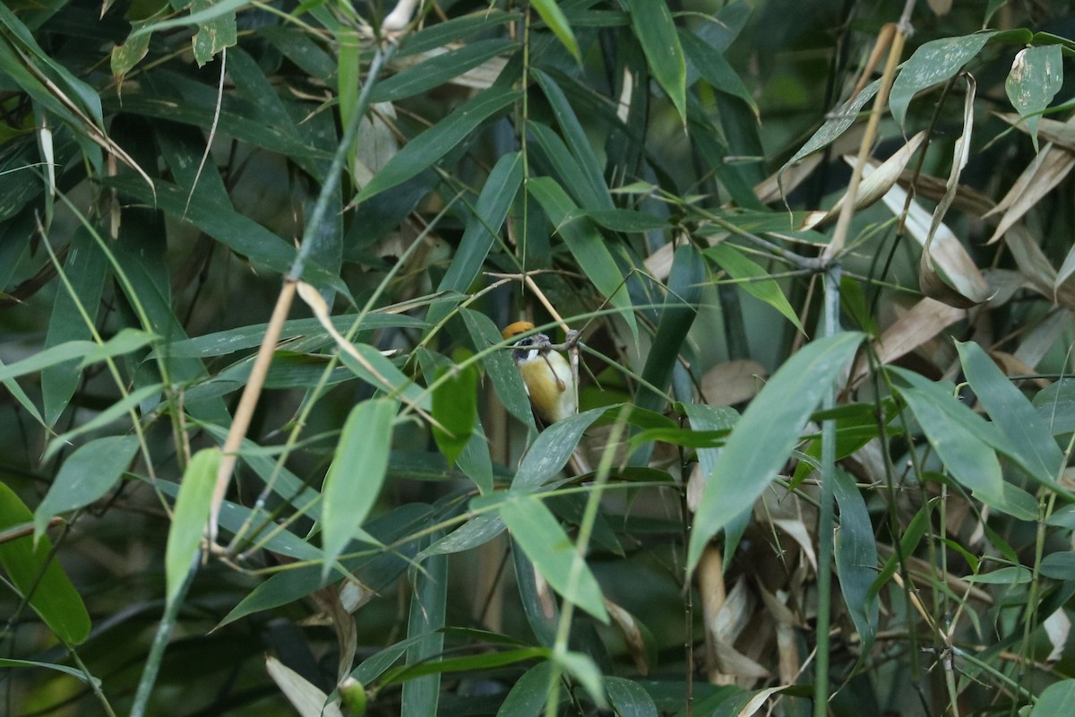 Black-throated Parrotbill (Black-eared) - ML518772501