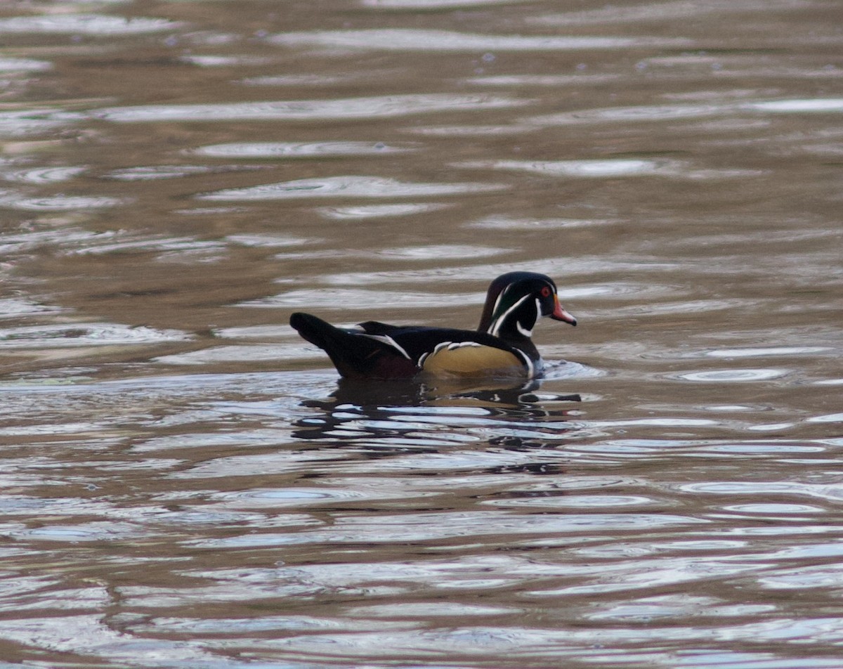 Wood Duck - Cathy Reader