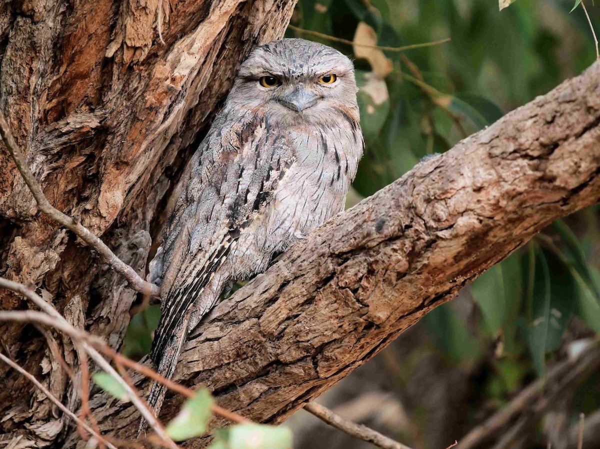 Tawny Frogmouth - Peter Lowe