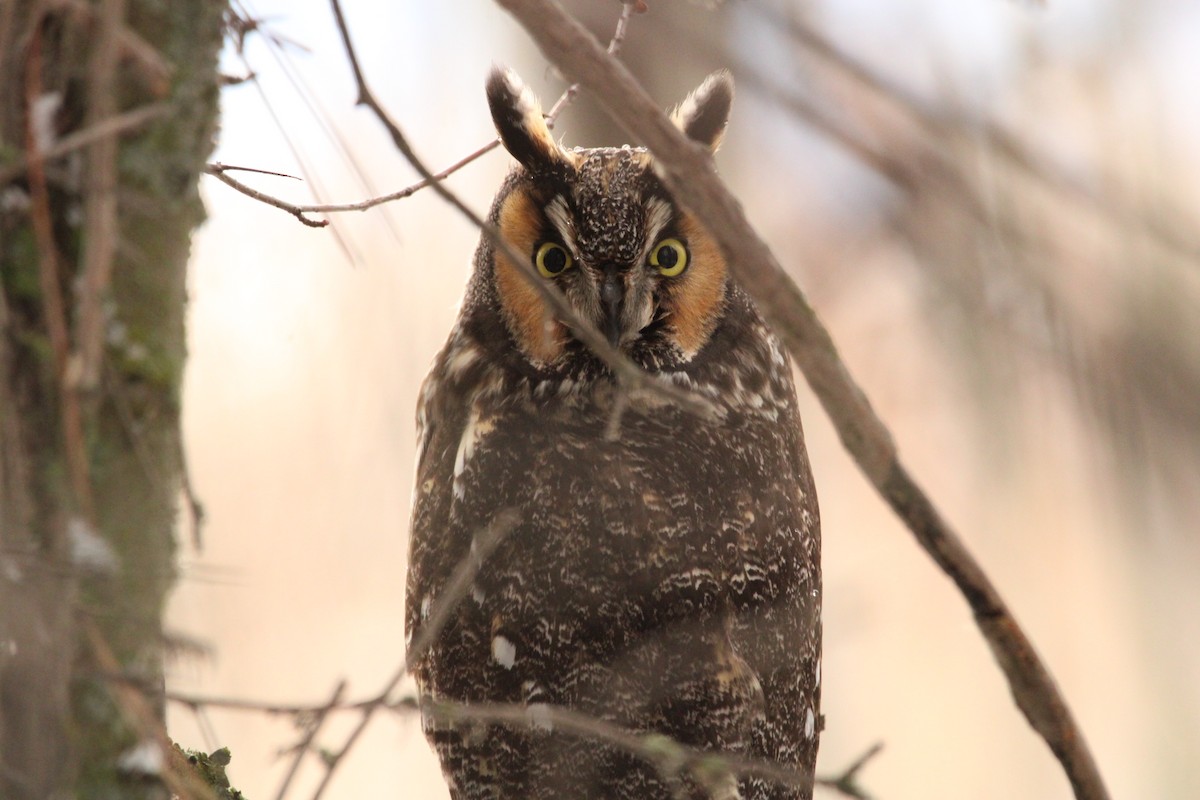 Long-eared Owl - ML518775881