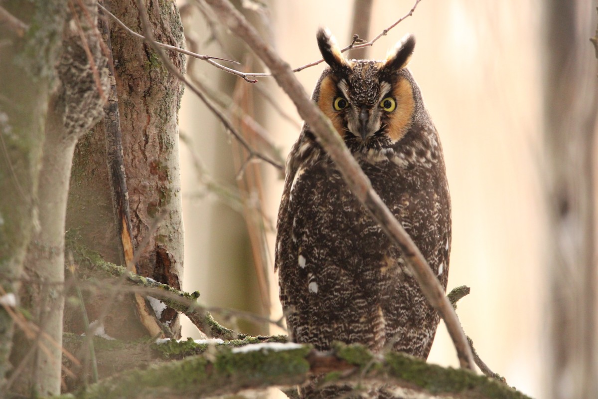 Long-eared Owl - ML518775891