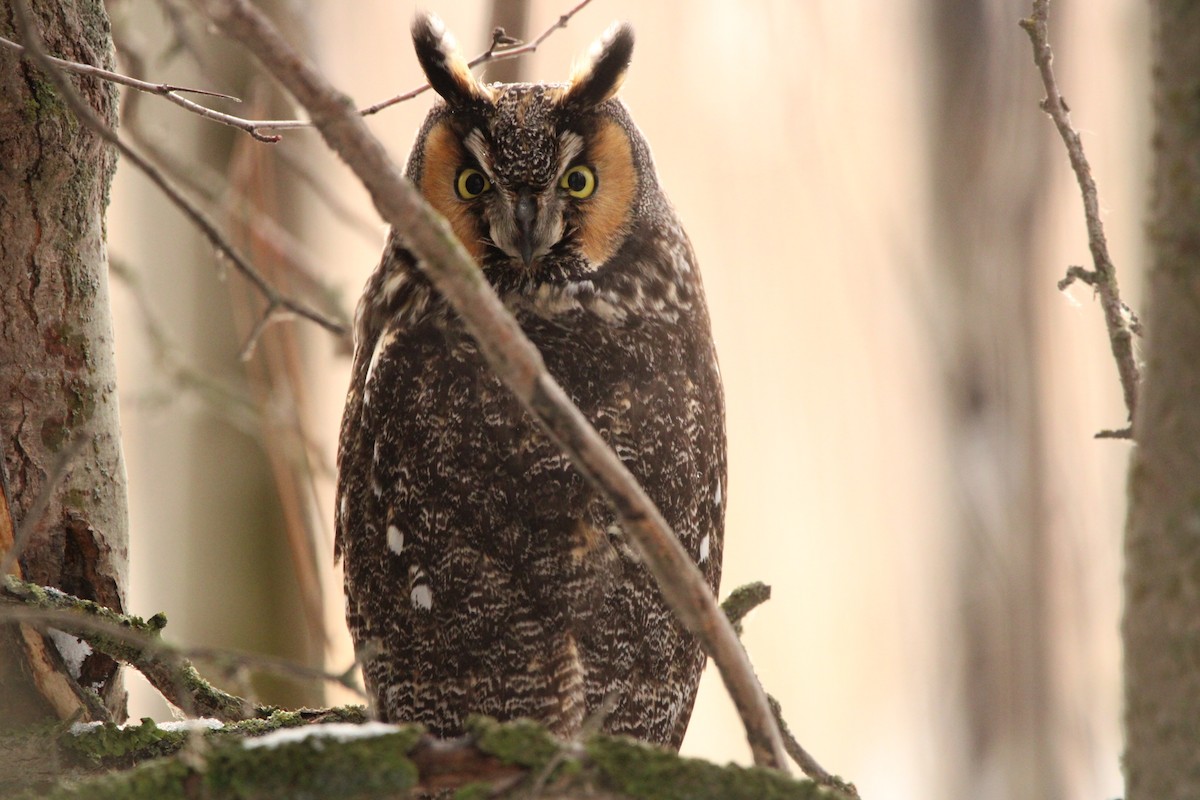 Long-eared Owl - ML518775901
