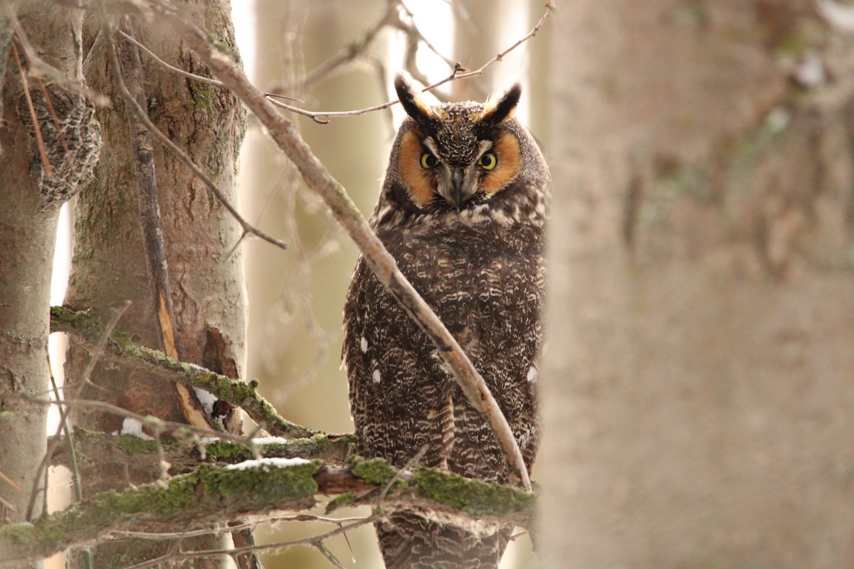 Long-eared Owl - ML518775911