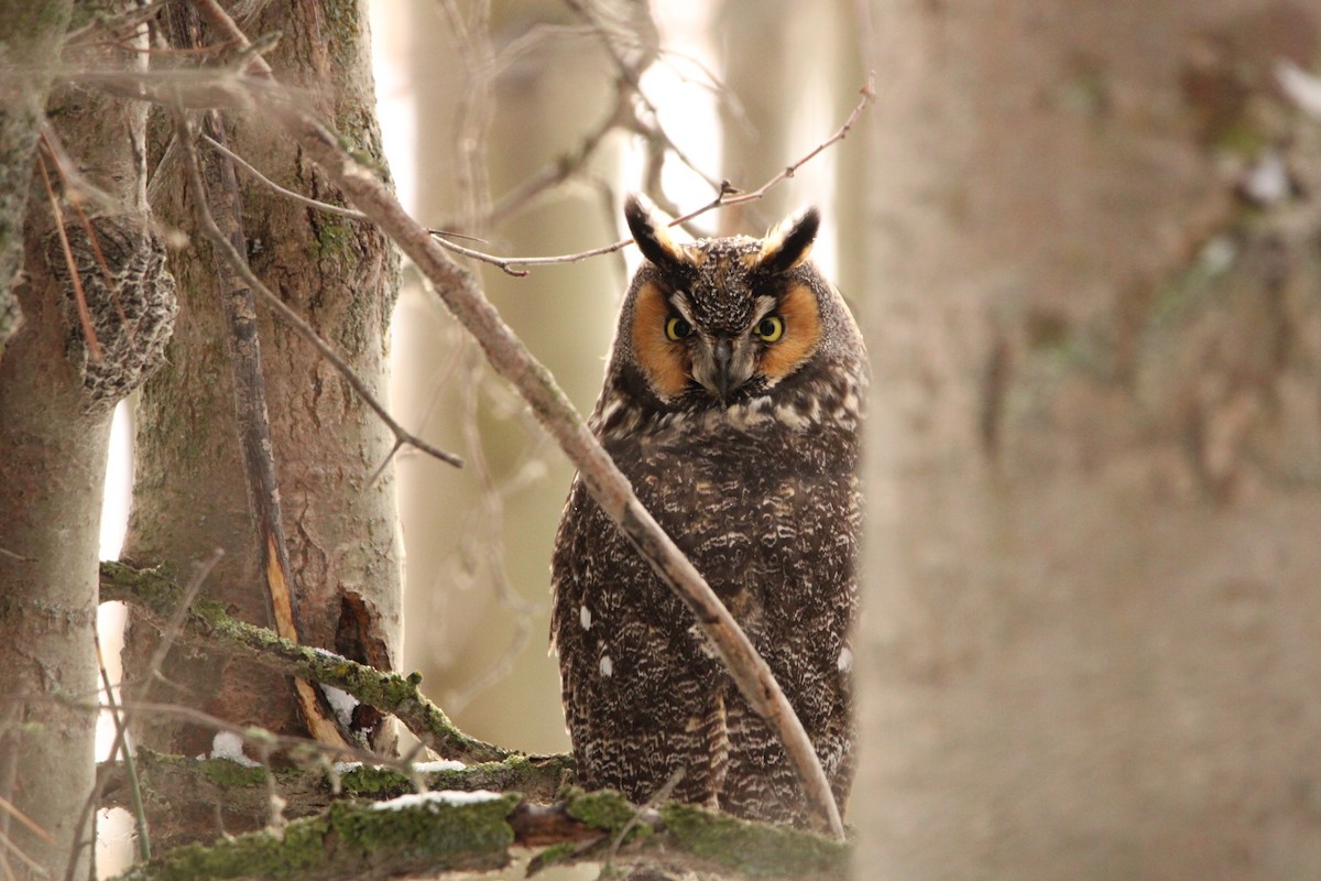 Long-eared Owl - ML518775921