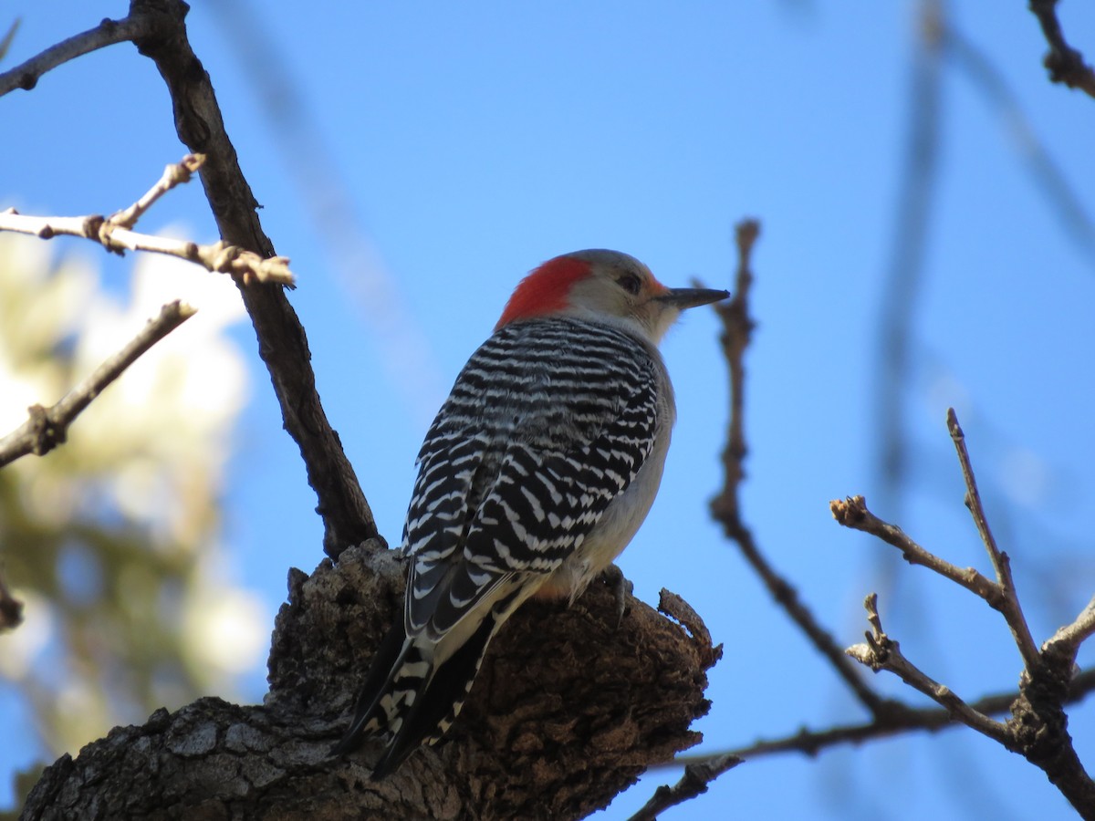 Red-bellied Woodpecker - Logan Headings