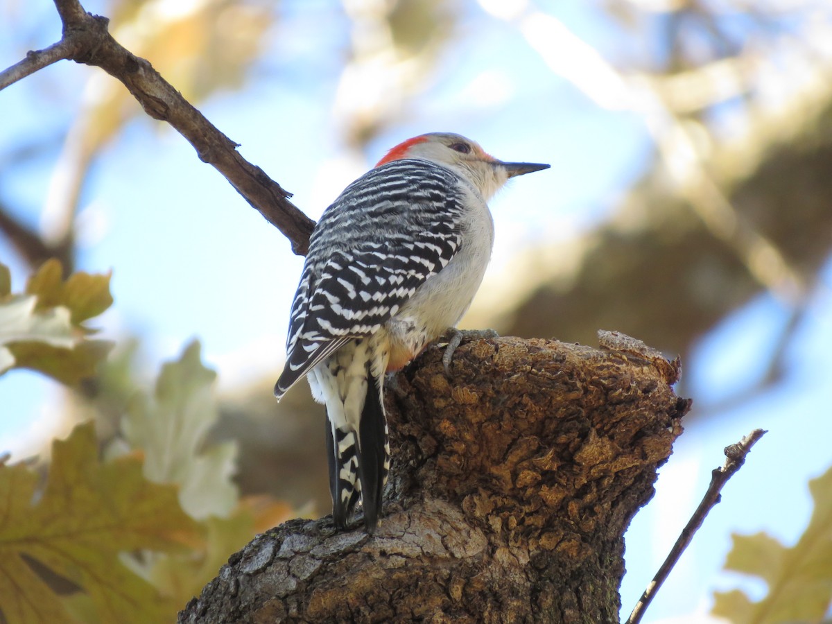 Red-bellied Woodpecker - ML518780751