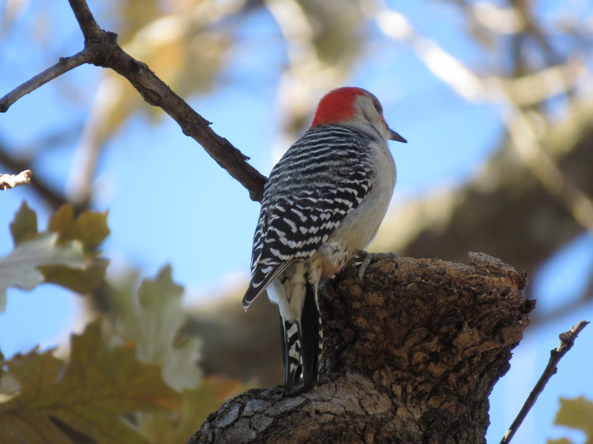 Red-bellied Woodpecker - ML518780761