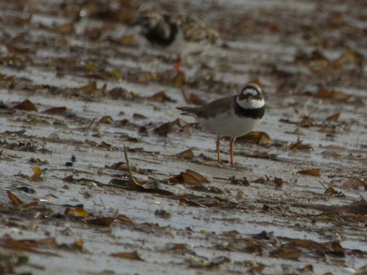 Common Ringed Plover - Phil Stouffer