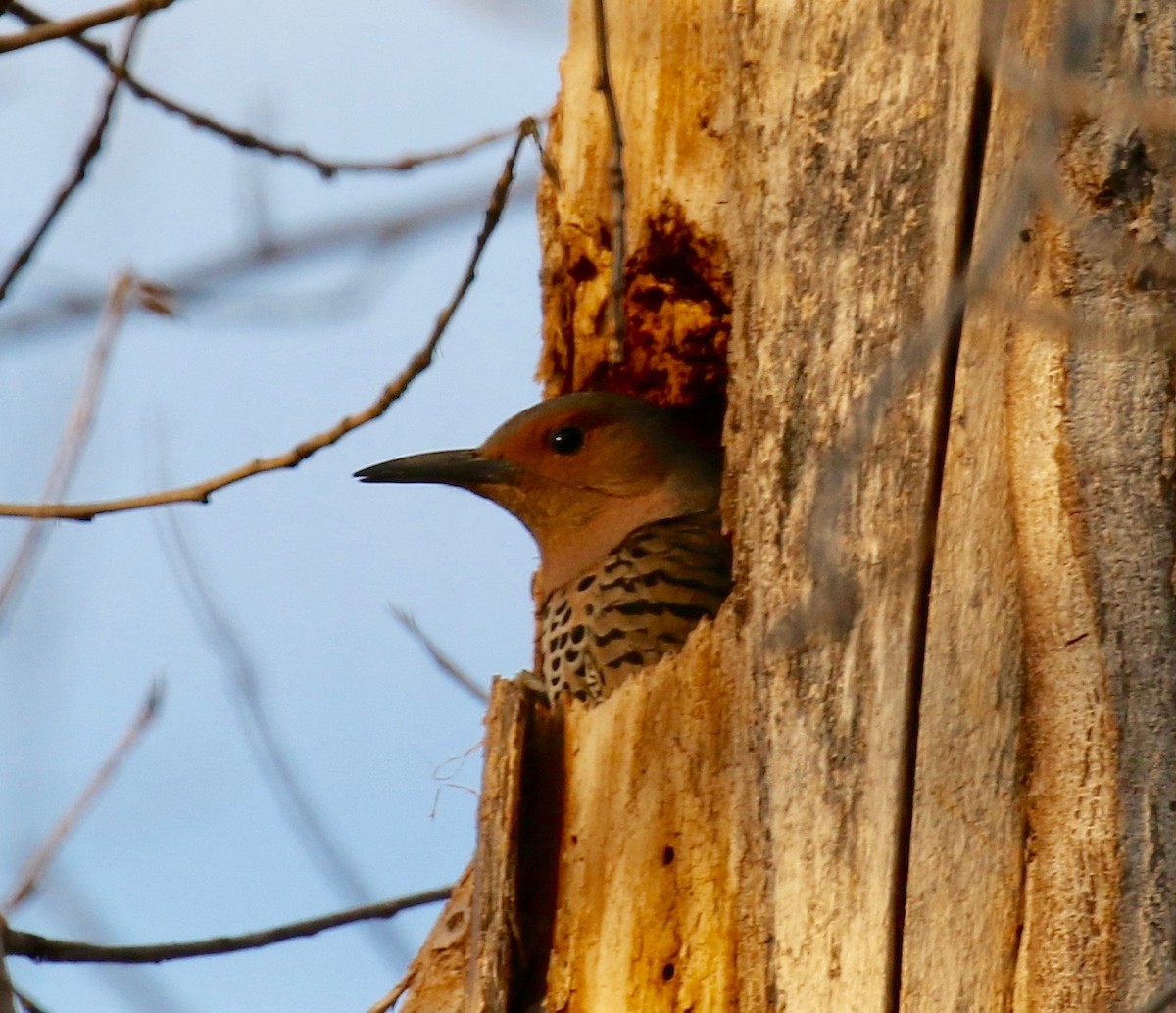 Northern Flicker (Yellow-shafted) - Katie Gooby