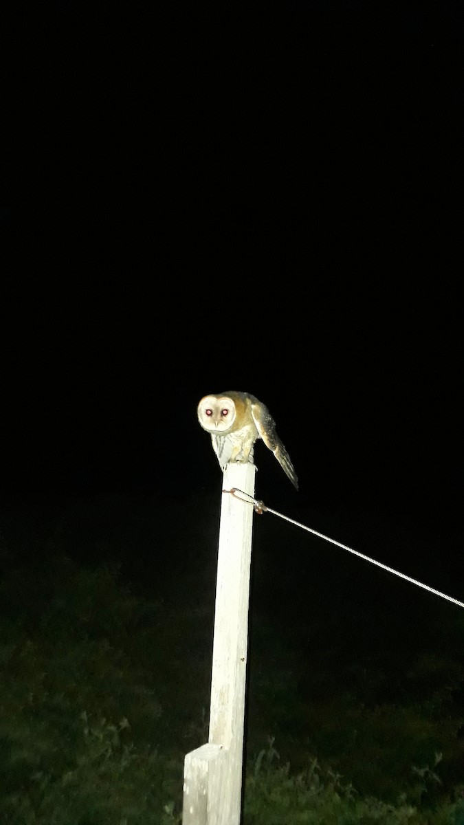 Barn Owl (Galapagos) - ML518791361