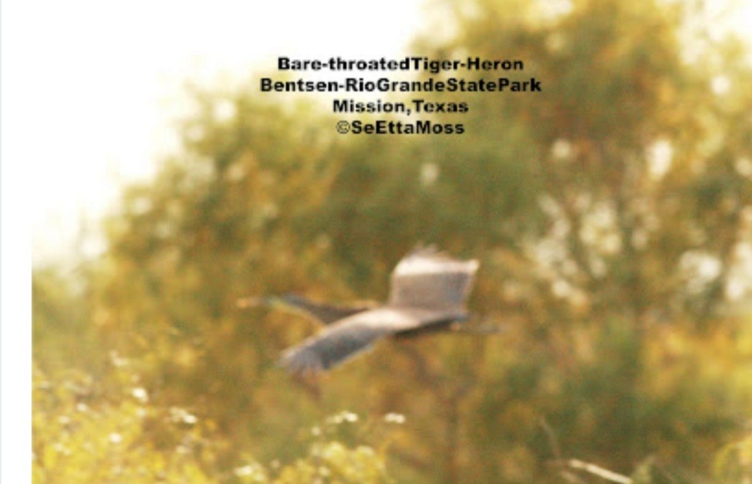 Bare-throated Tiger-Heron - ML518792391