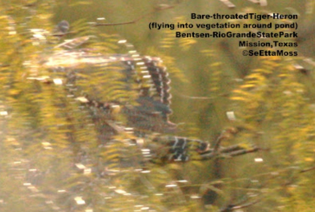 Bare-throated Tiger-Heron - SeEtta Moss
