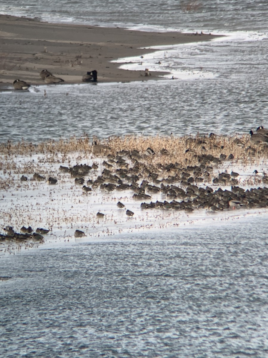 eBird Checklist - 31 Dec 2022 - western bluff on siphon road - 19 ...