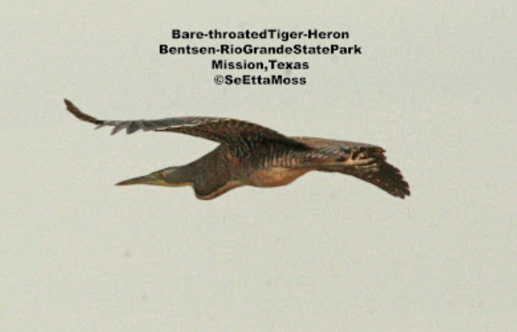Bare-throated Tiger-Heron - SeEtta Moss
