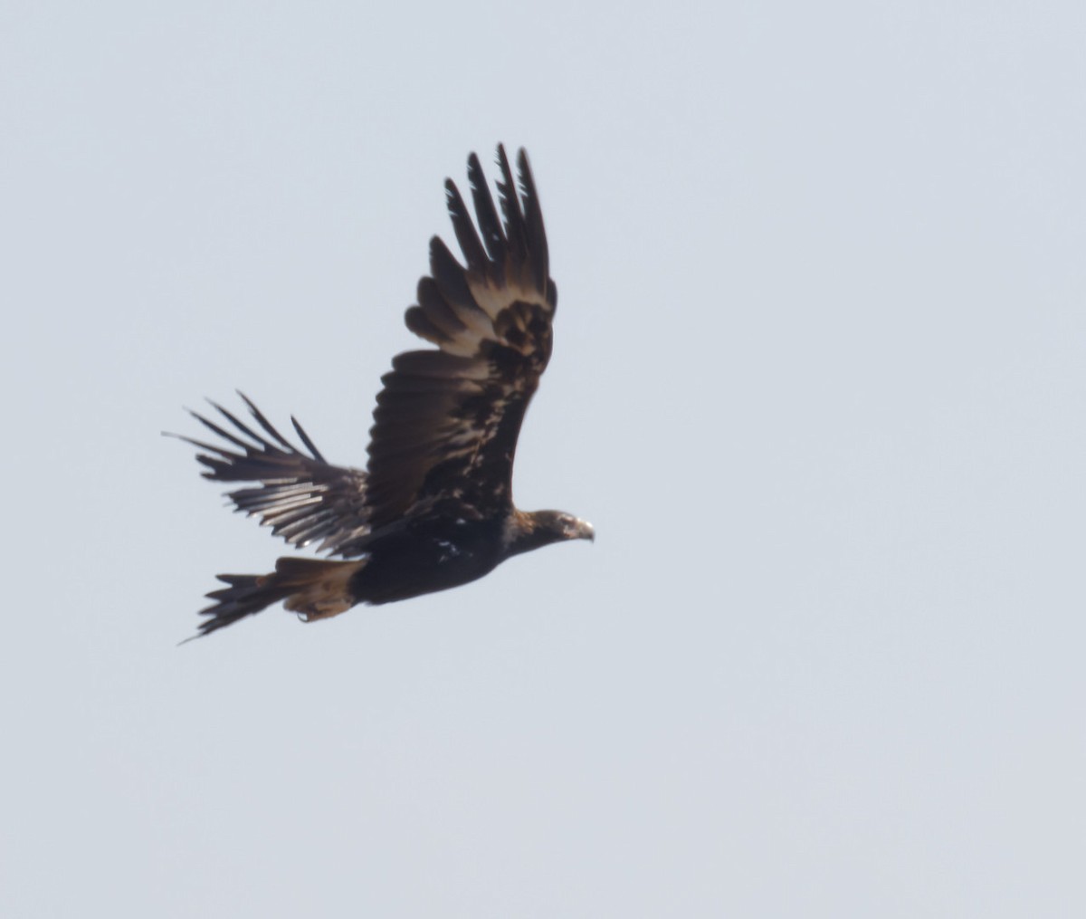 Wedge-tailed Eagle - ML518797021