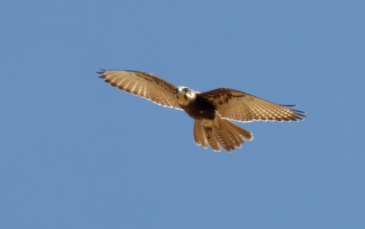 Brown Falcon - Peter Bennet
