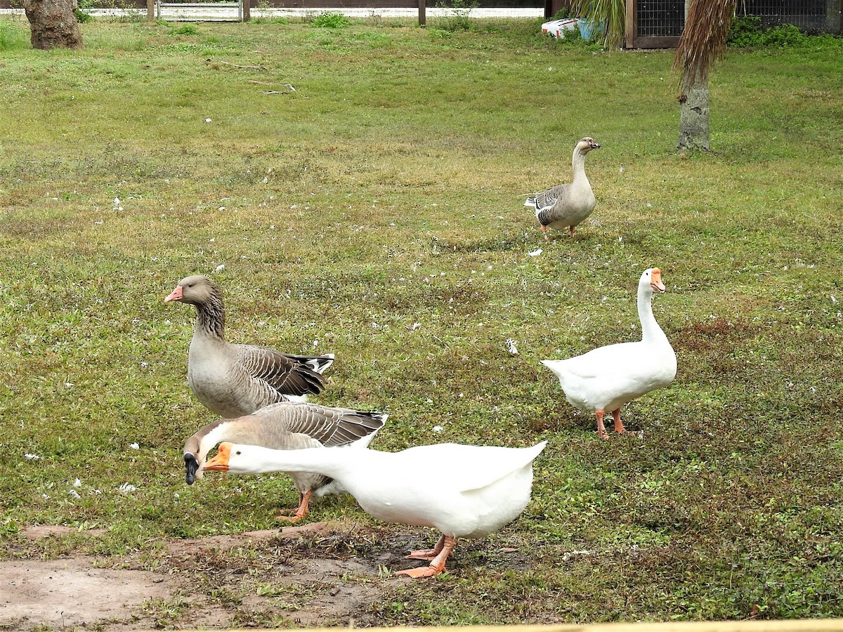 eBird Checklist 31 Dec 2022 The Celery Fields 66 species