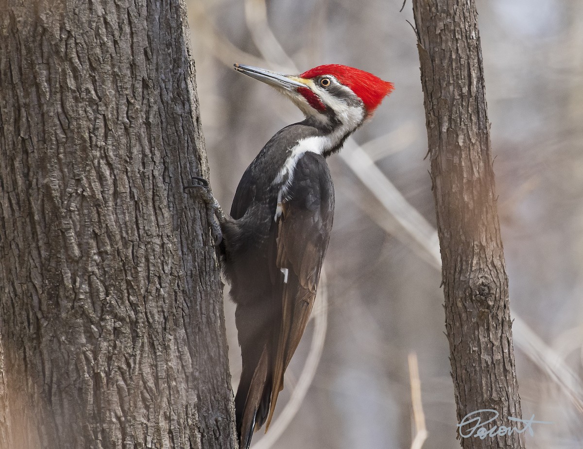 Pileated Woodpecker - Paul Poronto