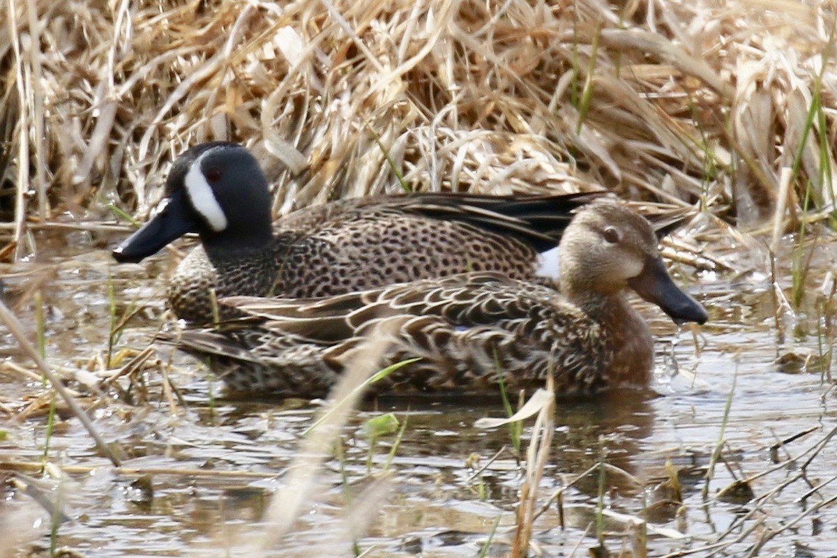 Blue-winged Teal - ML51882211